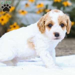 Cindy F1B, Cavapoo Puppy
